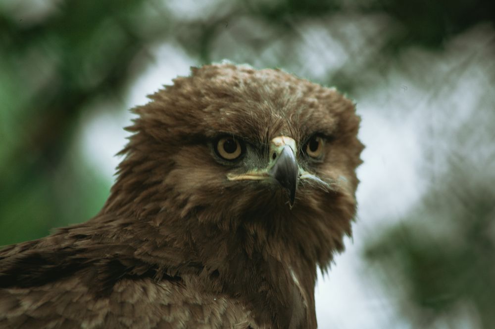 Photograph by Елизавета Савина