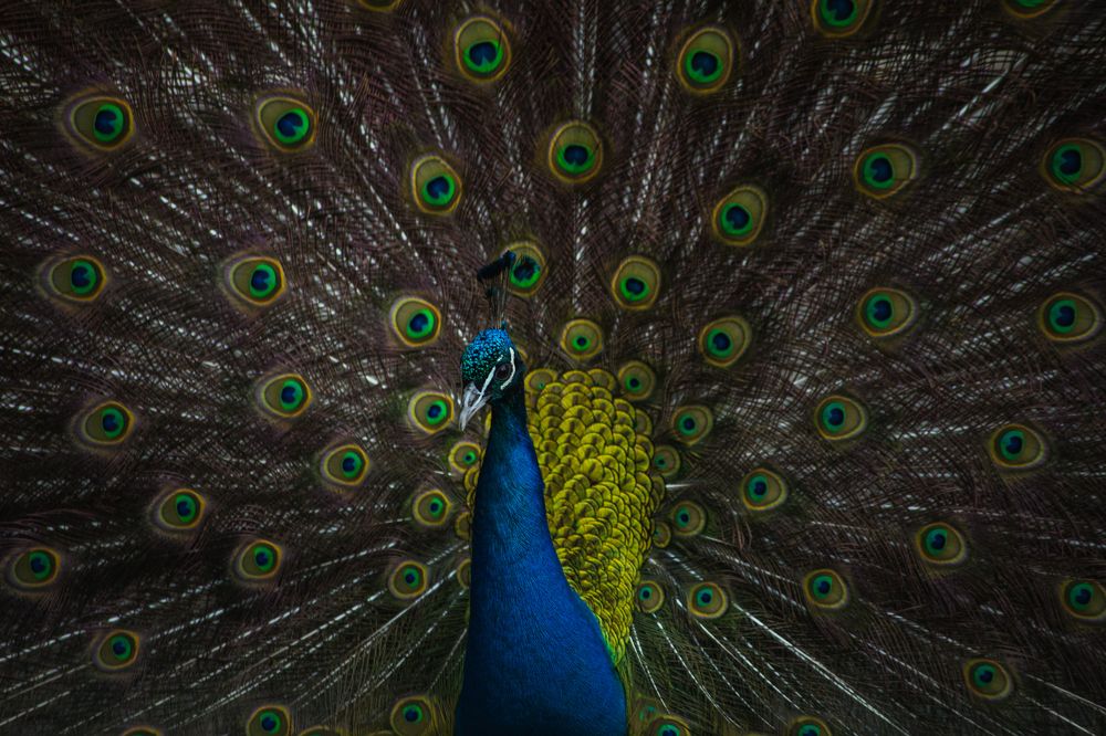 Photograph by Елизавета Савина