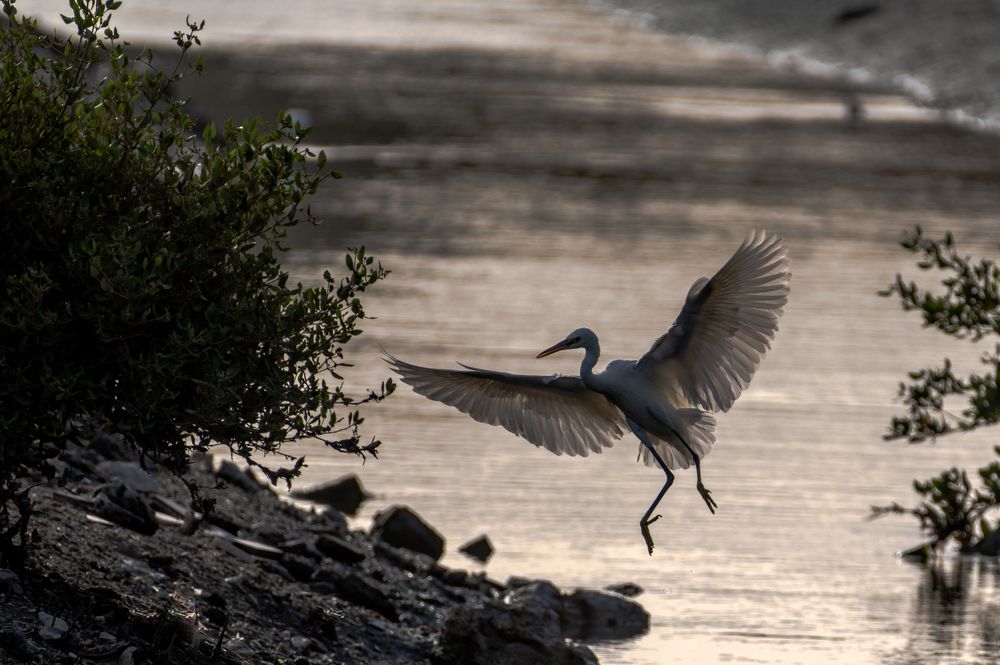 Great Egret
