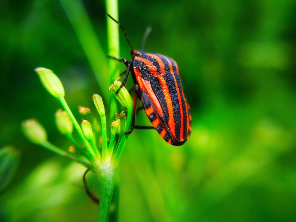 Photograph by Любовь Коровацкая