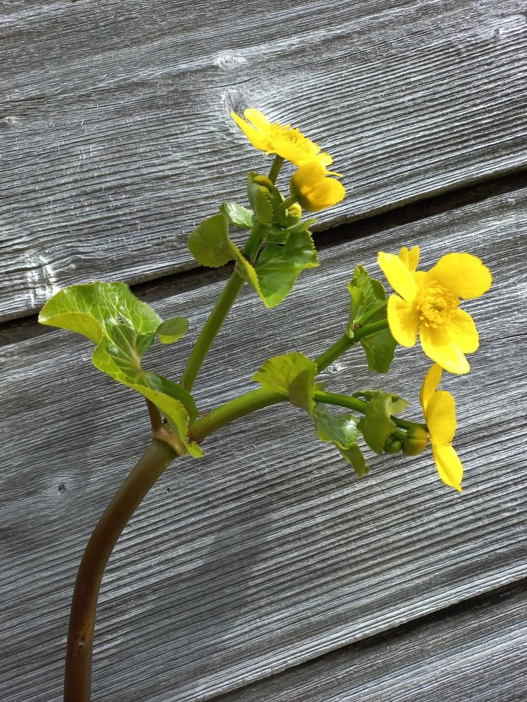 Photograph by Зоя Кулько