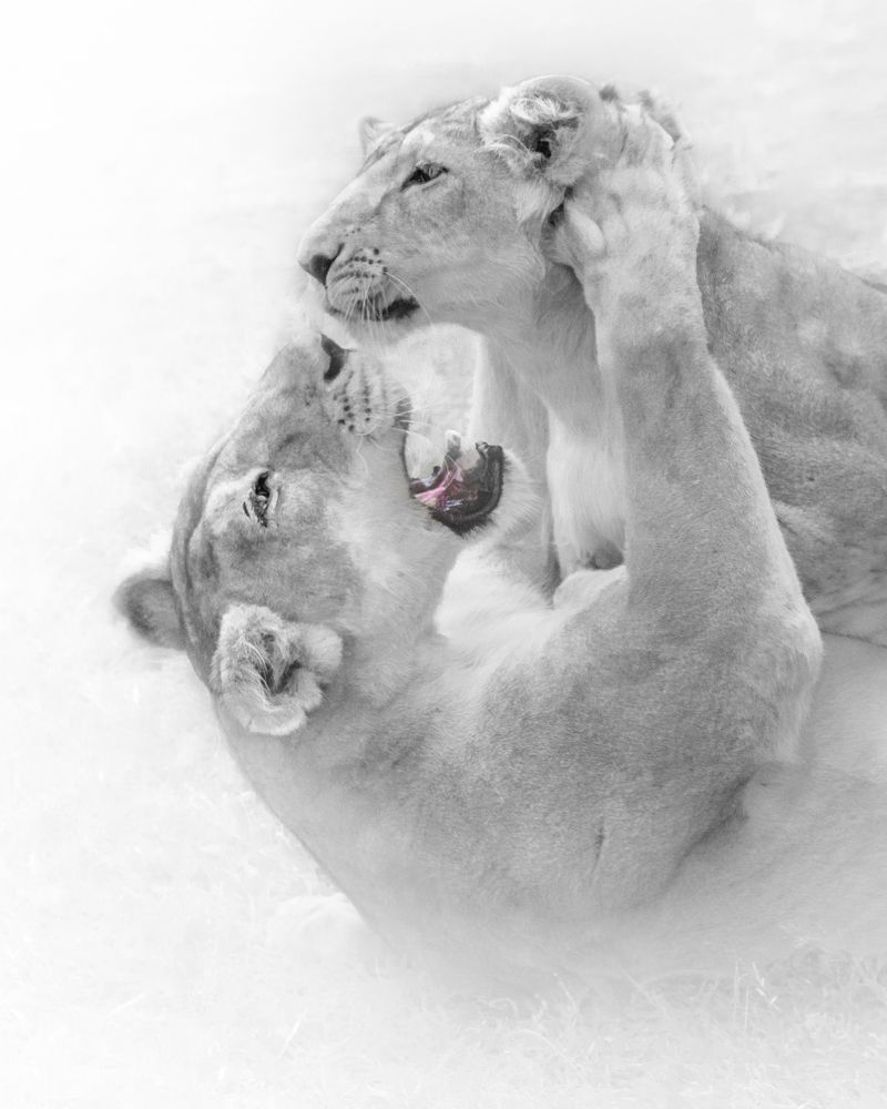 Photograph by Prince sakhiya