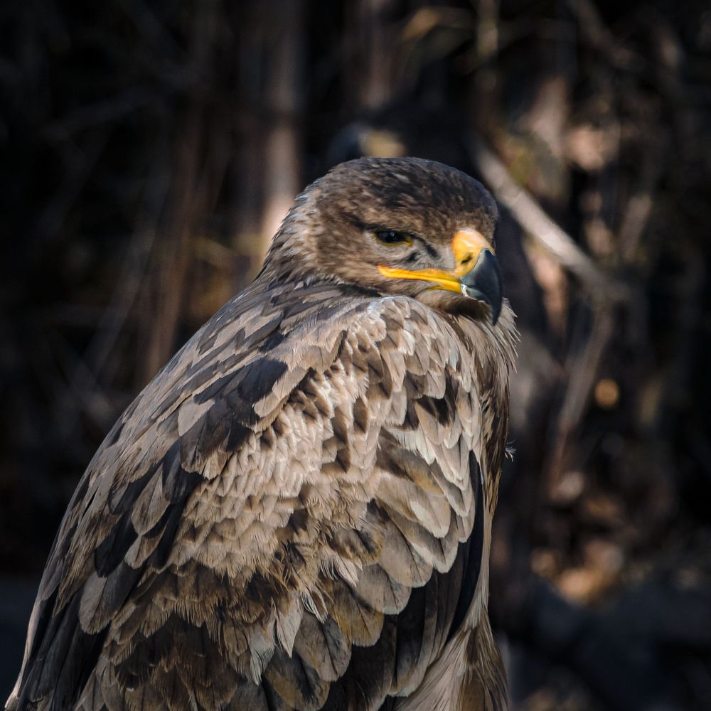 Photograph by Наталья Кокорина