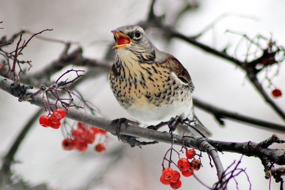 Photograph by Анна Восковых