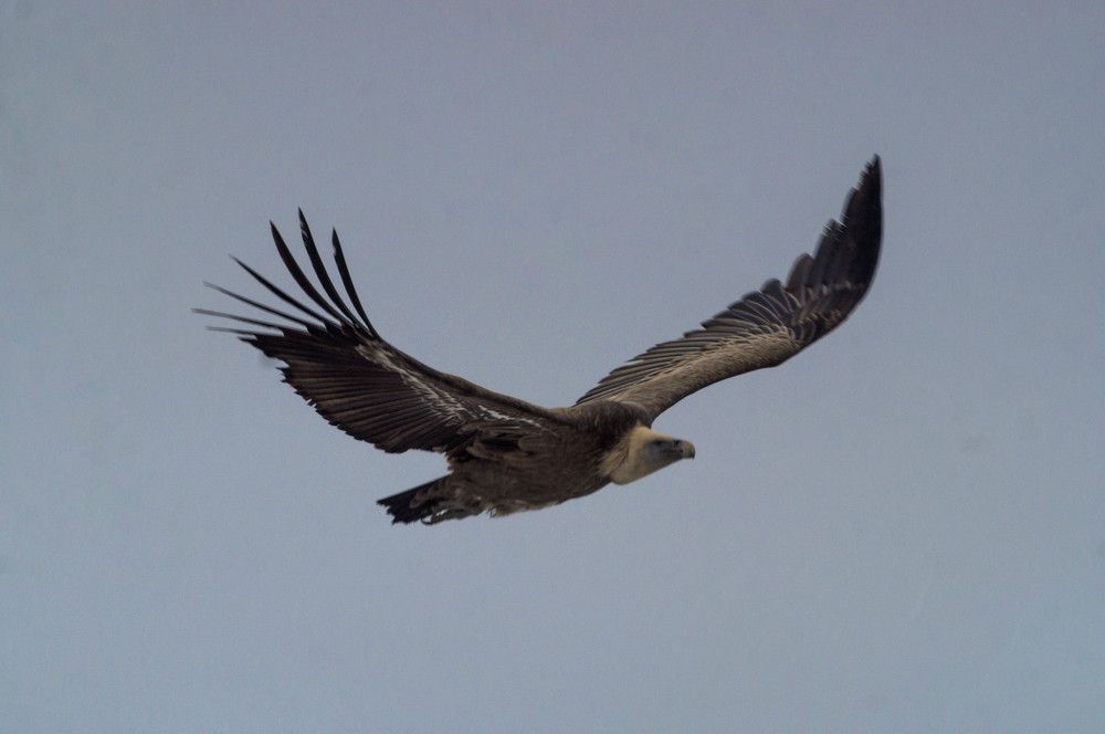 Photograph by Sreten Vitezović