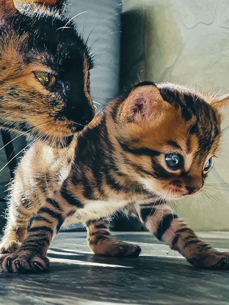 Photograph by Светлана Нестерова