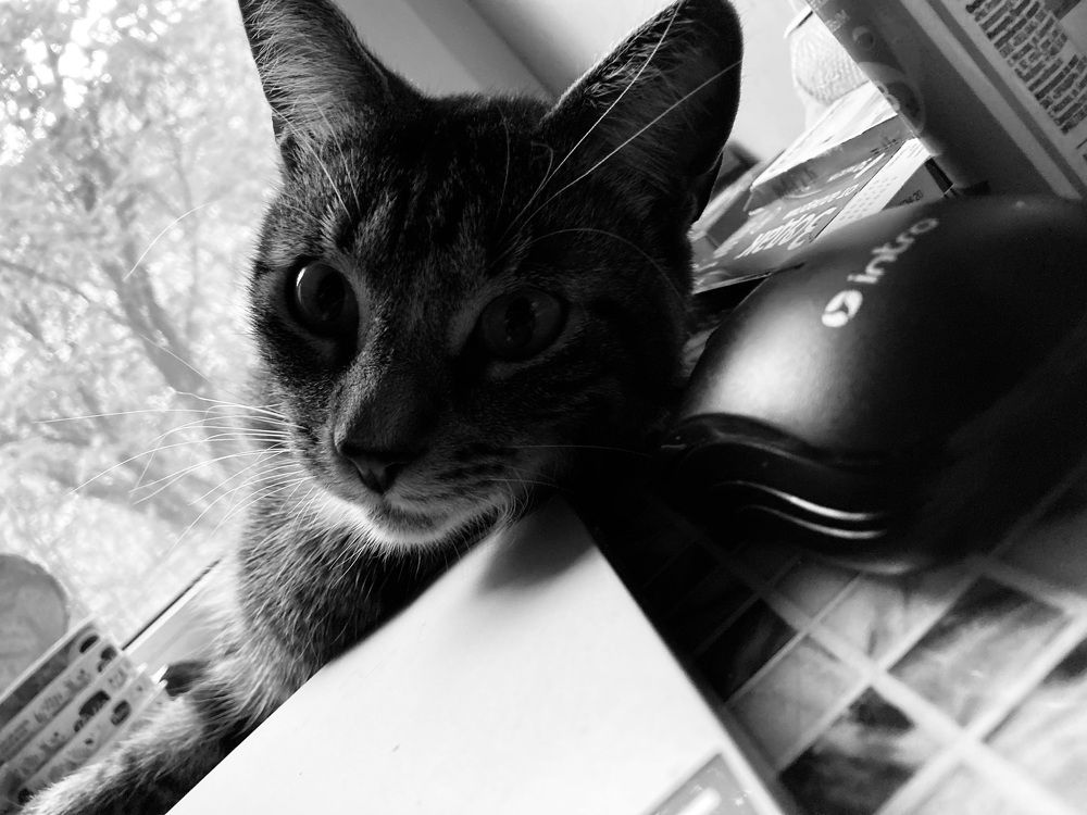 Фотография автора Анна Могилева