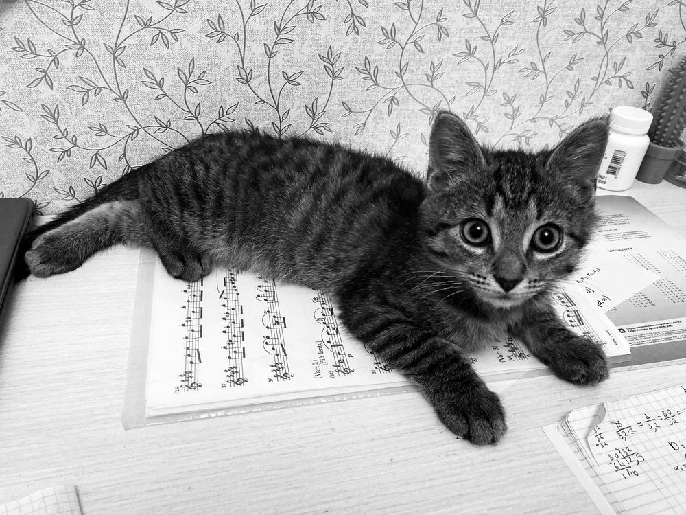 Фотография автора Анна Могилева