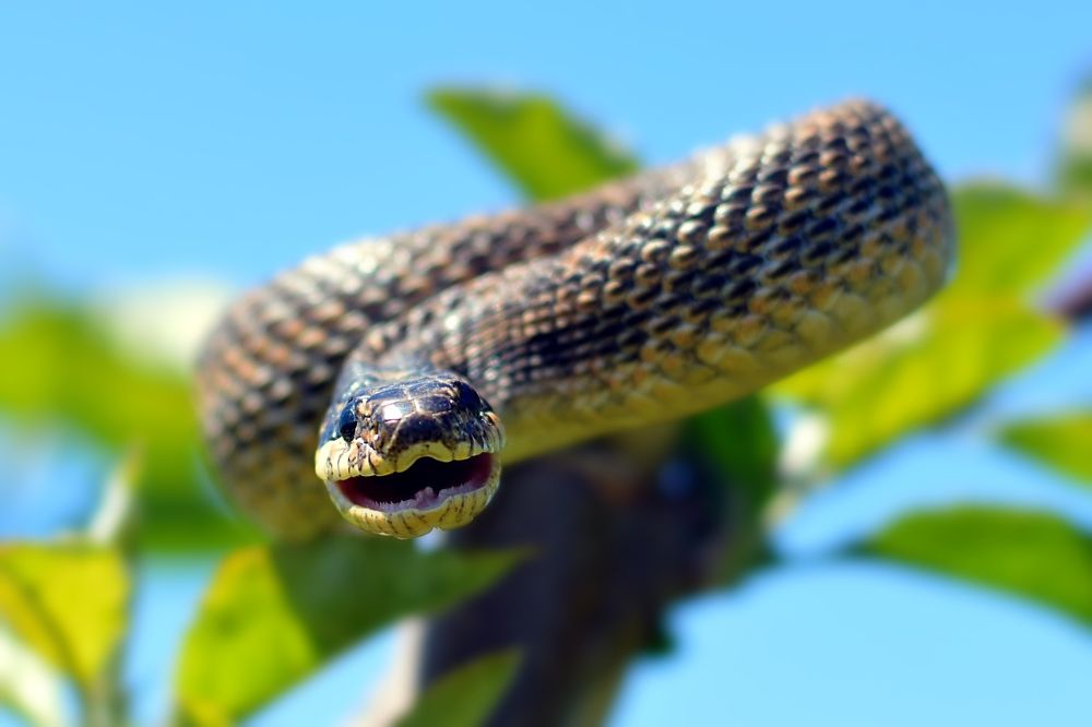 Сарматский полоз