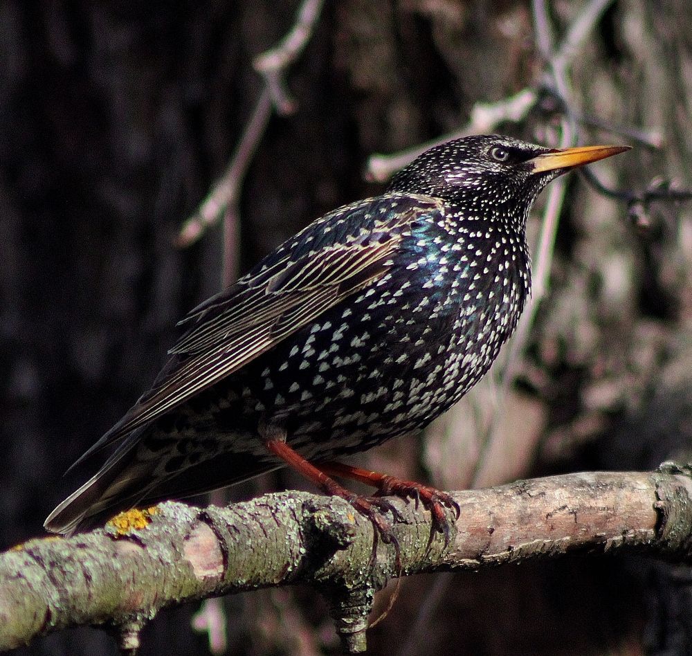 Photograph by Анна Восковых