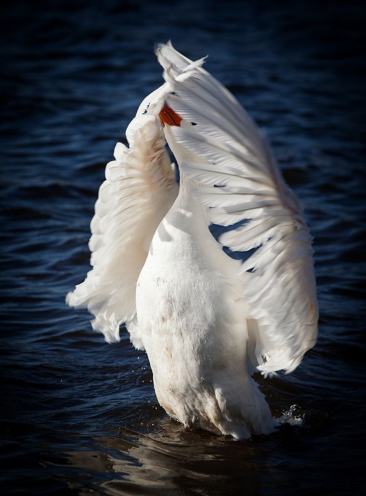 Photograph by Тамара Андреева