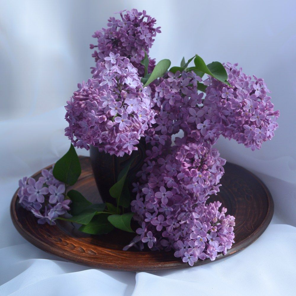 Фотография автора Евгения Илина