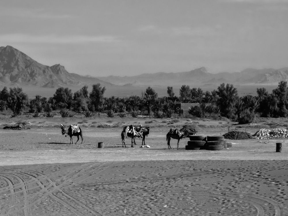 Прокат верблюдов