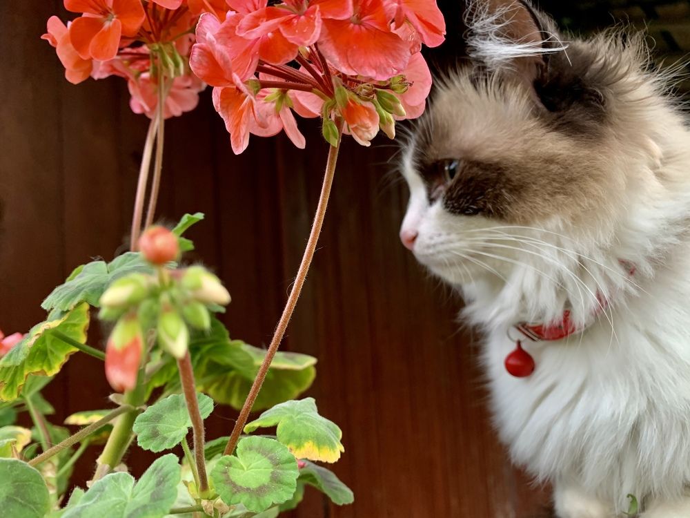 Фотография автора Юлия Недосекина