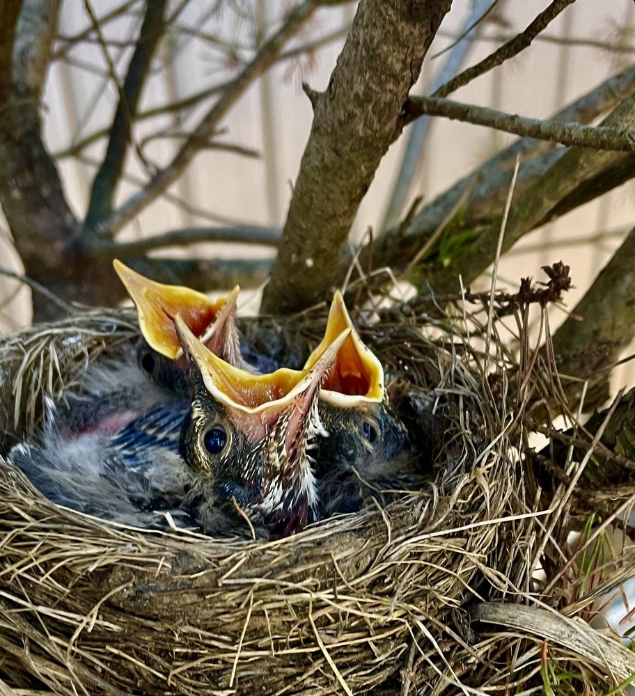 Birds 2022