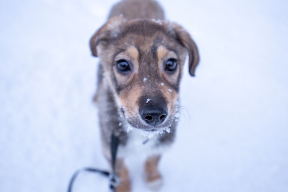 Photograph by Елена Хорохорина