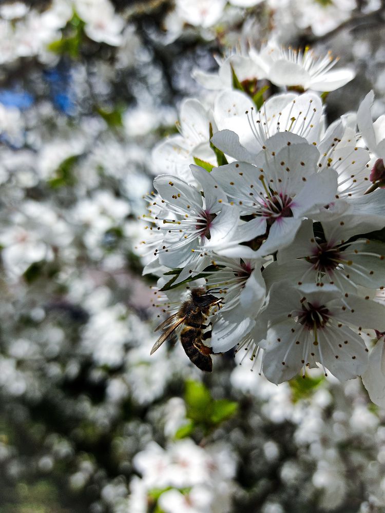 Photograph by Олександр Дормидонтов