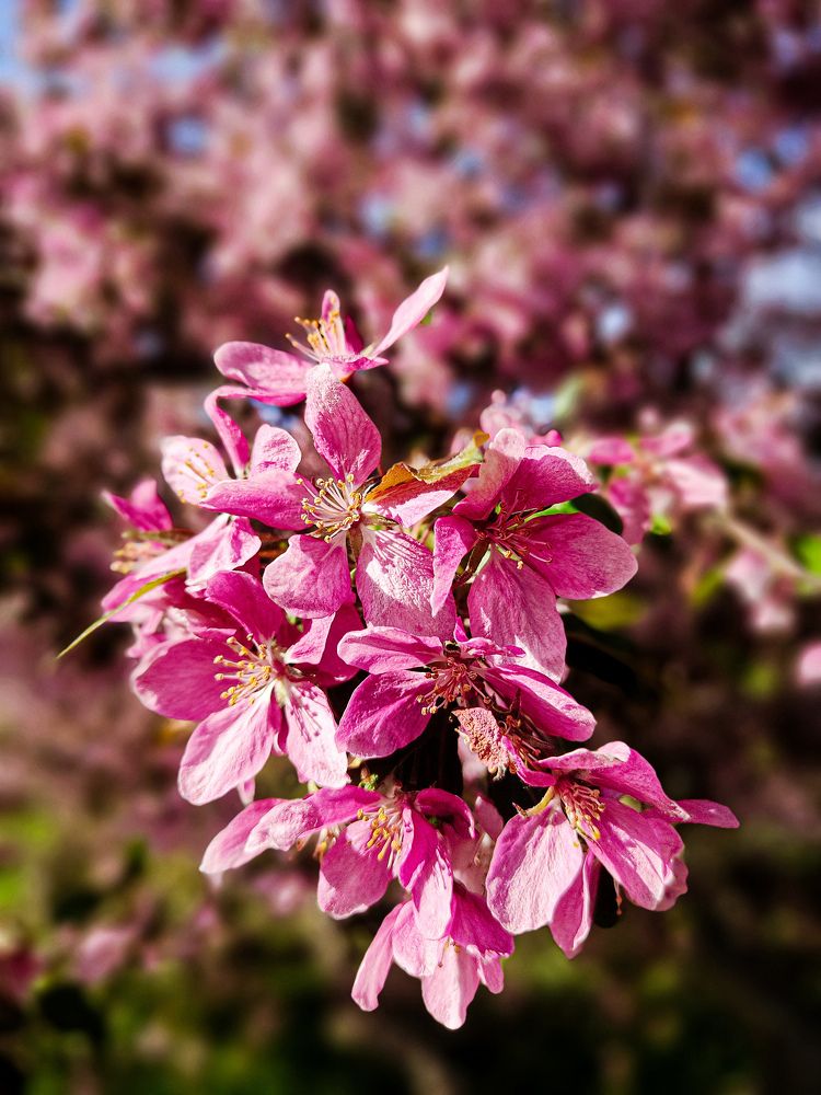 Photograph by Олександр Дормидонтов