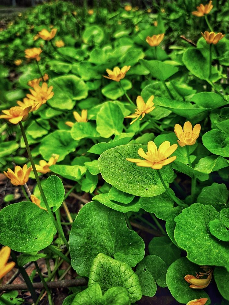 Photograph by Ирина Кошлюнова