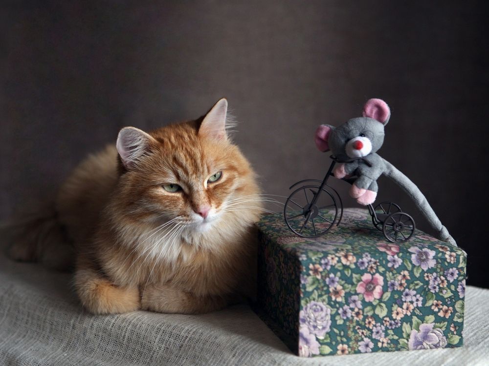 Дрессировщик.