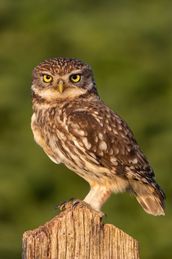 Little Owl