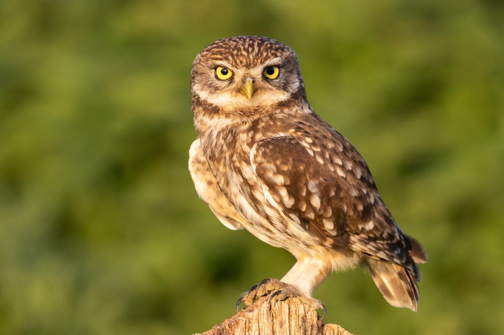 Photograph by Silvia Koopmans