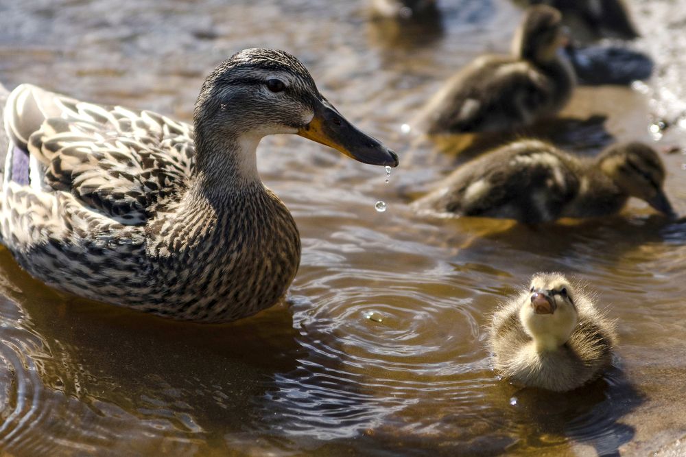 Photograph by Марина Александрова