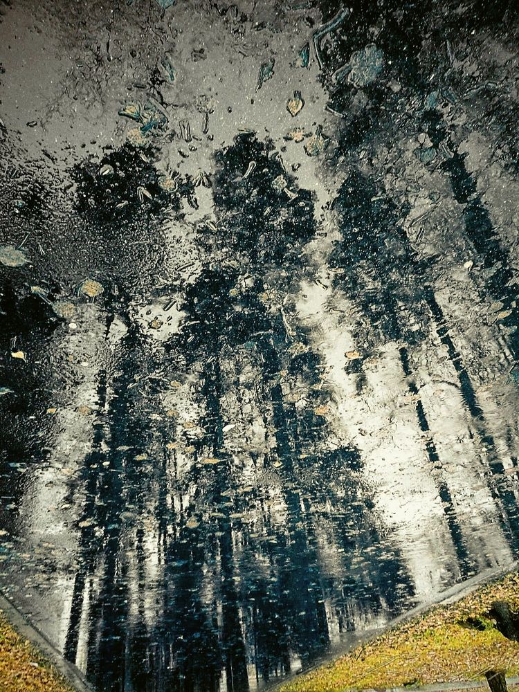 Осенний лес.