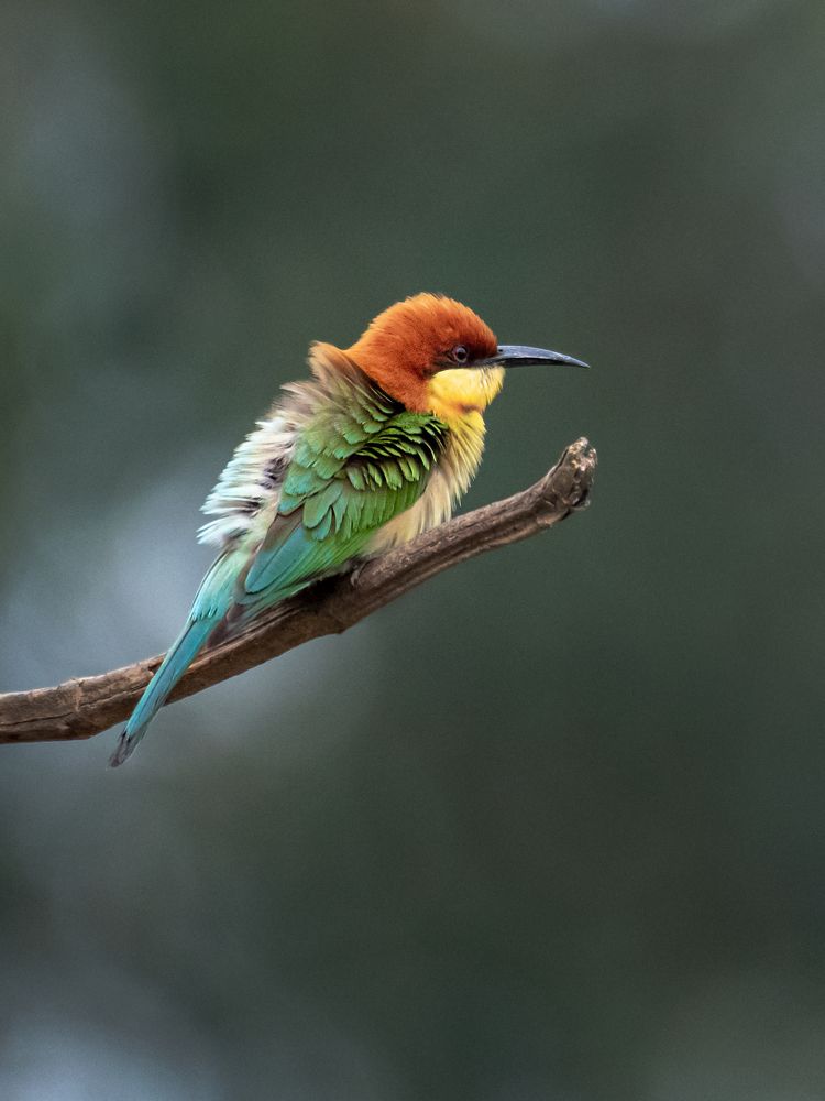 Photograph by Soumitra basak