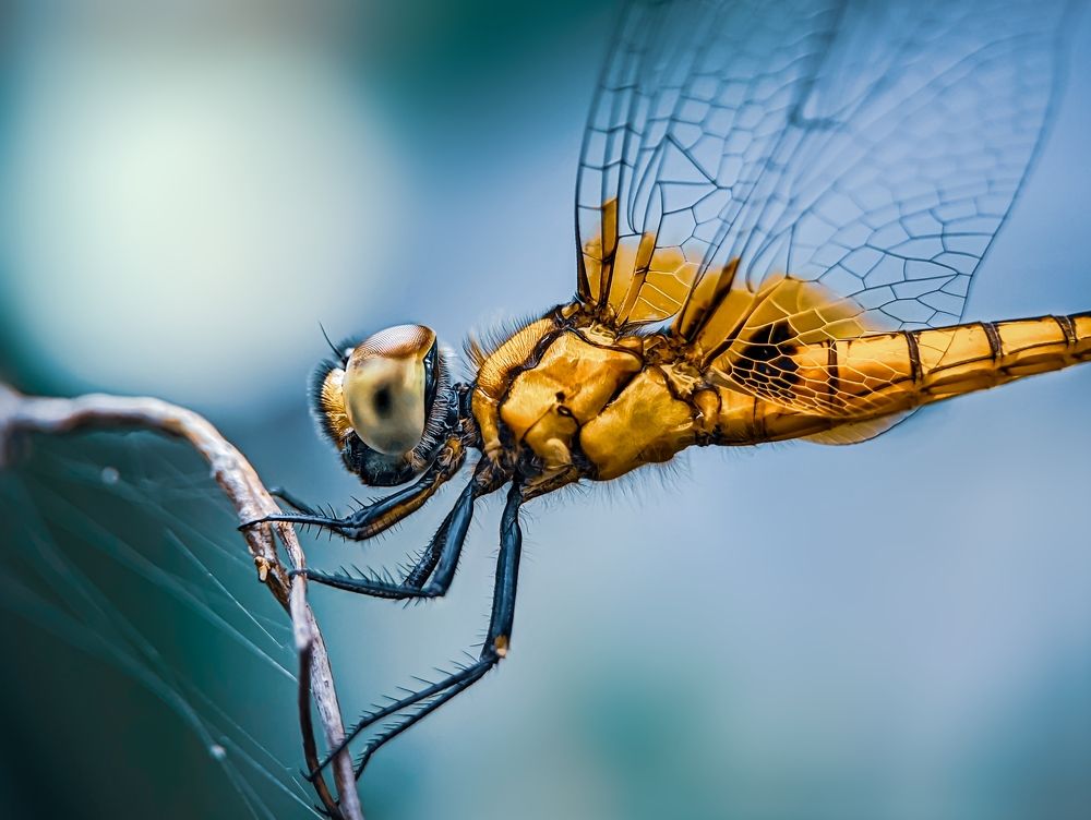 You can never have enough luck !