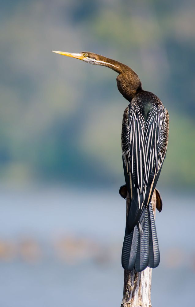 Photograph by Dipayan Debbarma