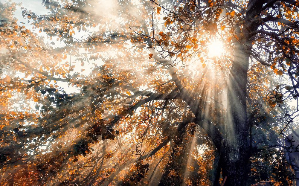 Photograph by Andrew Oksamyt