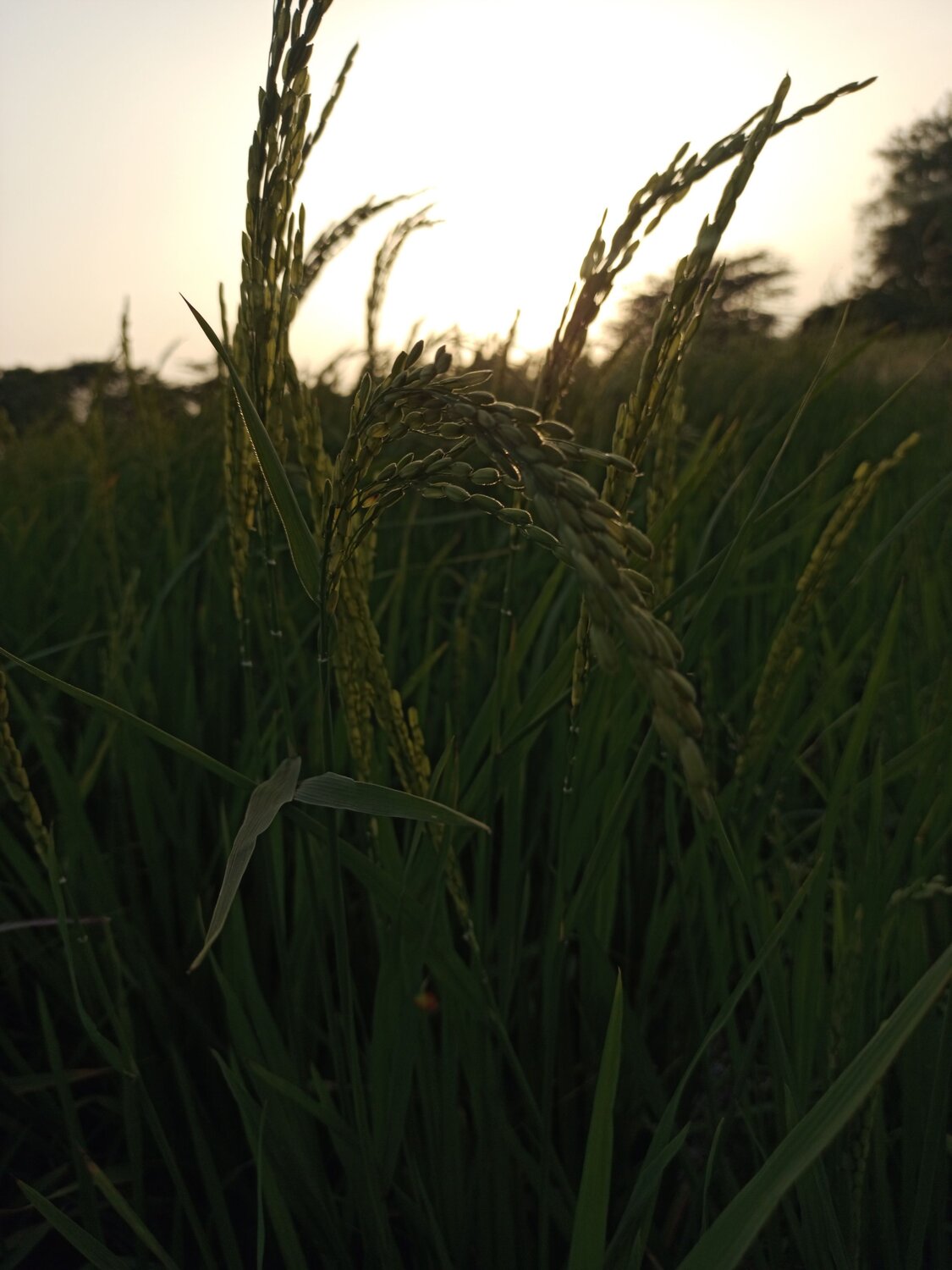 Photo #7582692