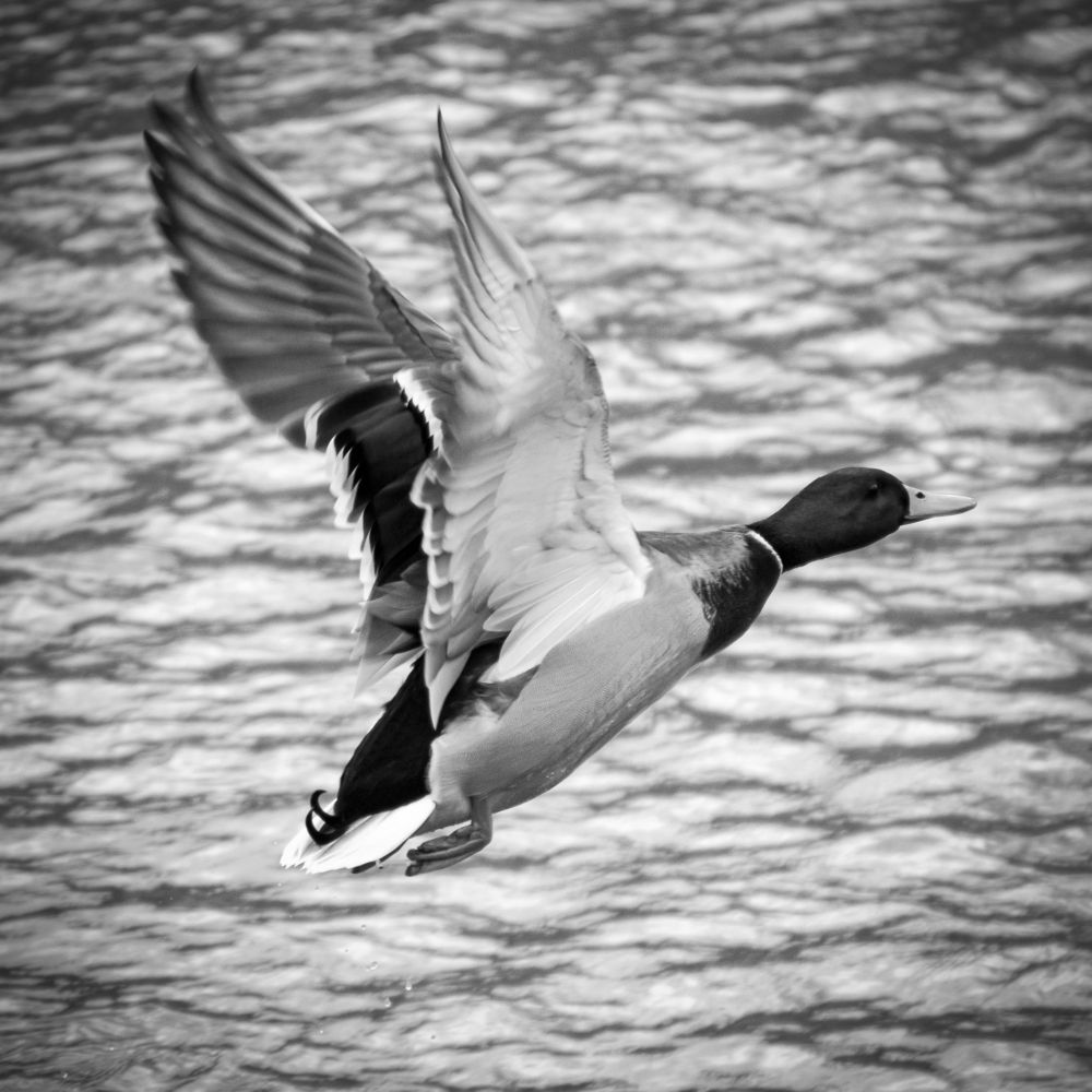 Photograph by Владимир Зайцев