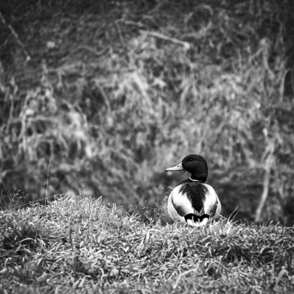 Photograph by Владимир Зайцев