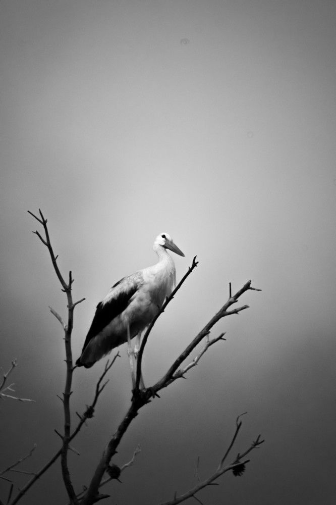 Photograph by Антон Шаркас