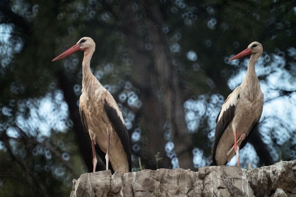 Photograph by Антон Шаркас