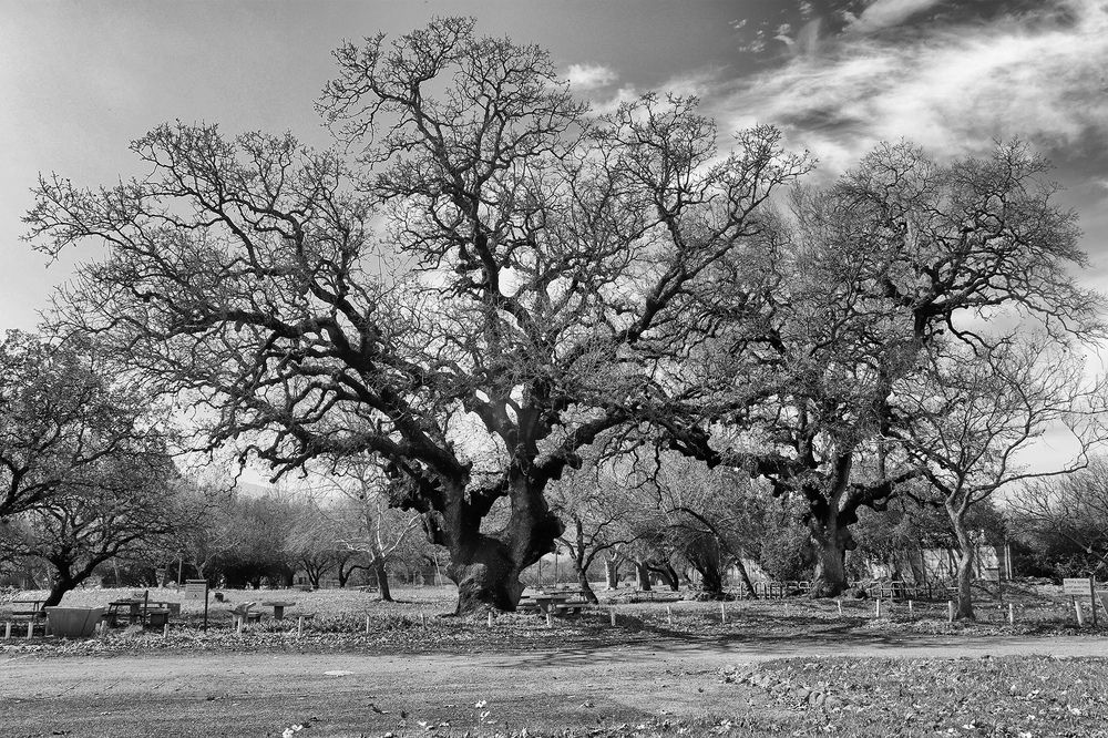 Photograph by Drora Baharal