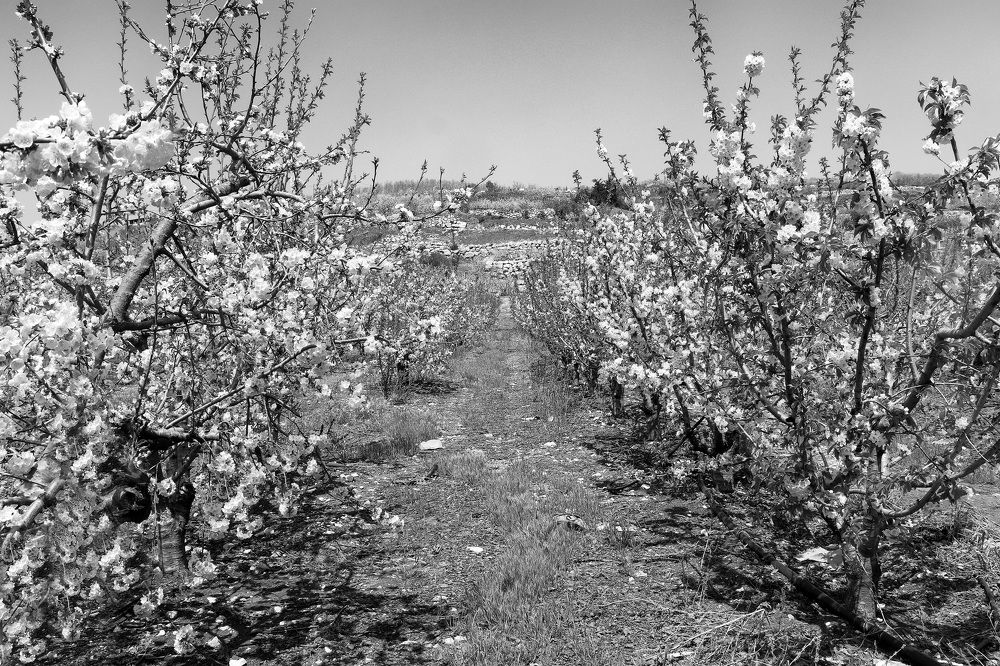 Photograph by Drora Baharal