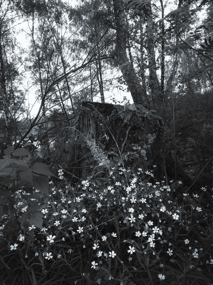 Photograph by Наташа Черепенина