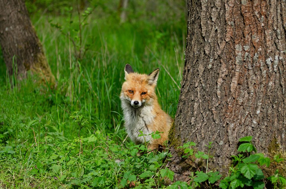 Photograph by Евгения Антонова