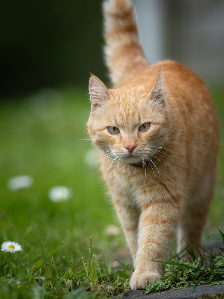 Фотография автора Олесь Парицкий