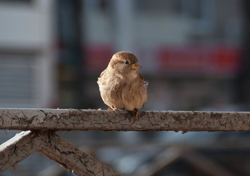 Photograph by Зубехина Татьяна