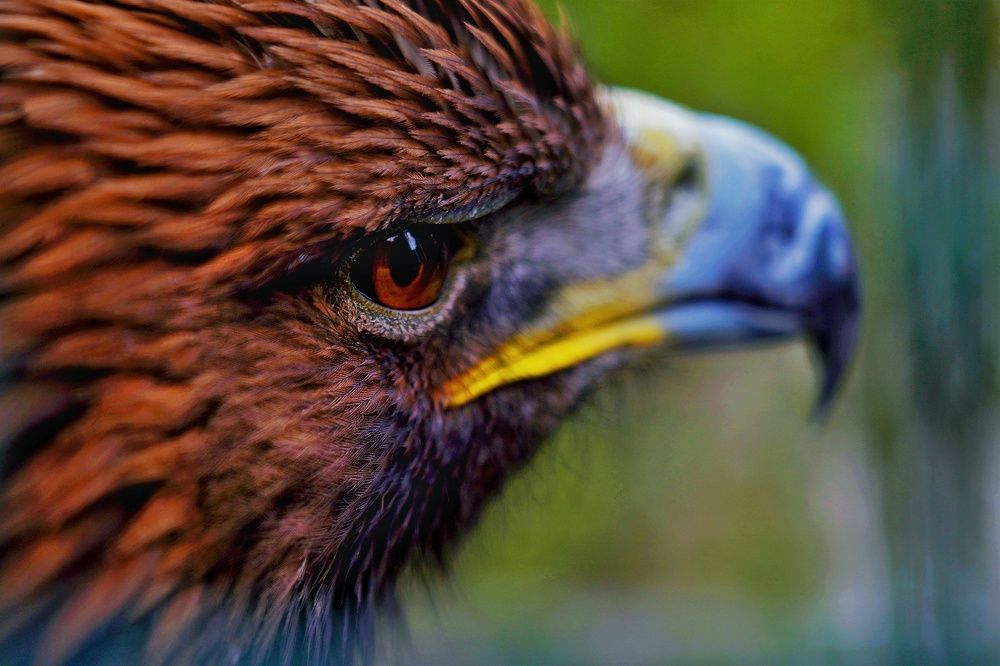 Фотография автора Milad Falahi