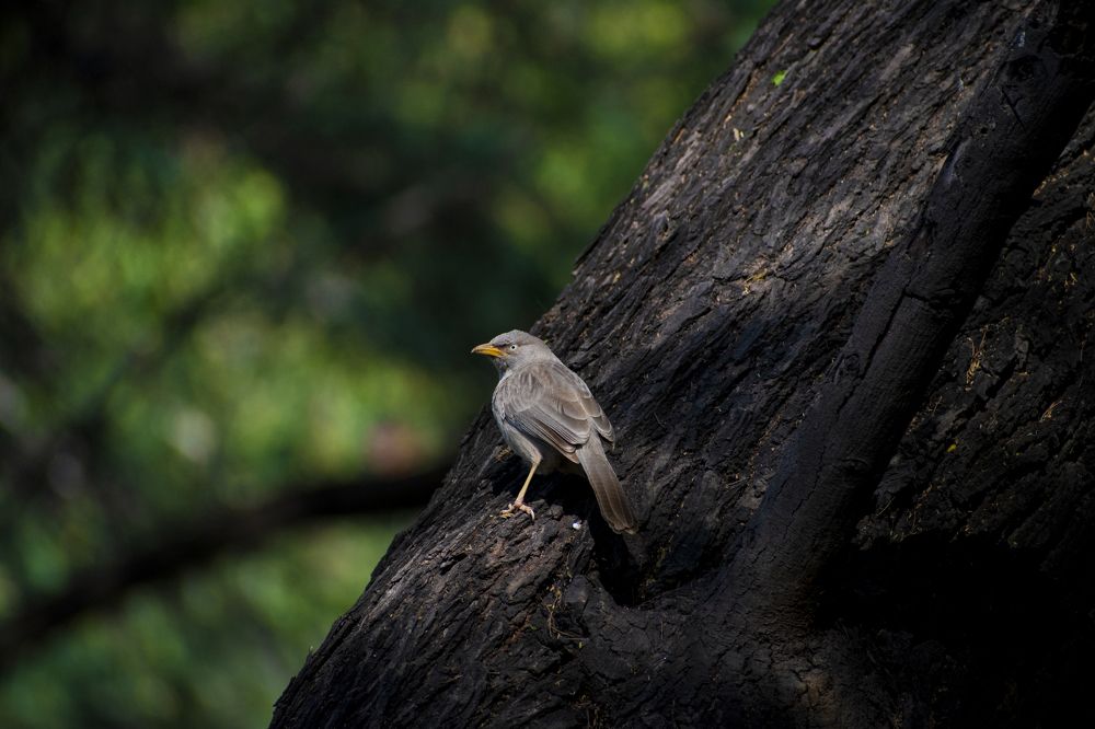 Photograph by Dhaval Solanki