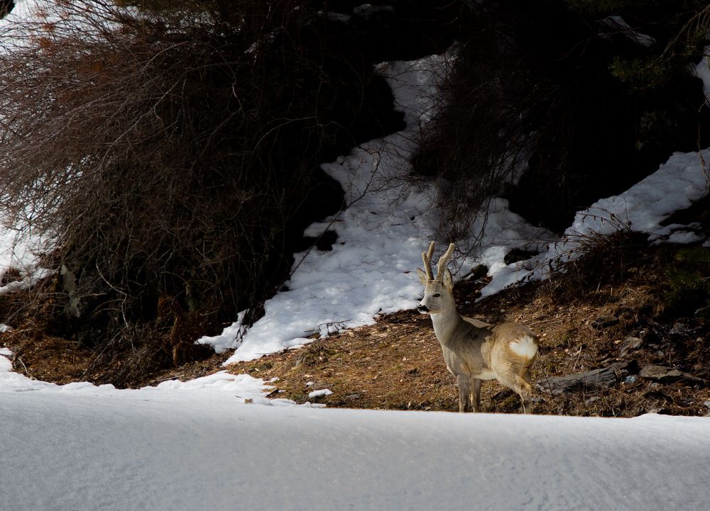 Photograph by Ронжин Дмитрий