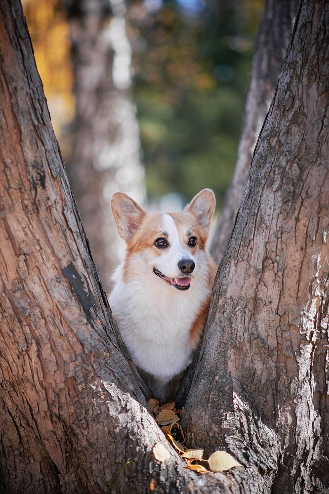 Photograph by Ирина Оболенская