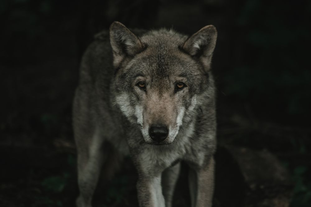 Photograph by Елизавета Савина