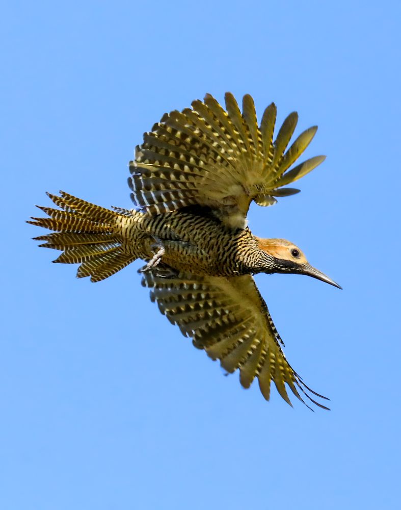 Photograph by Frank Cobo.blanco