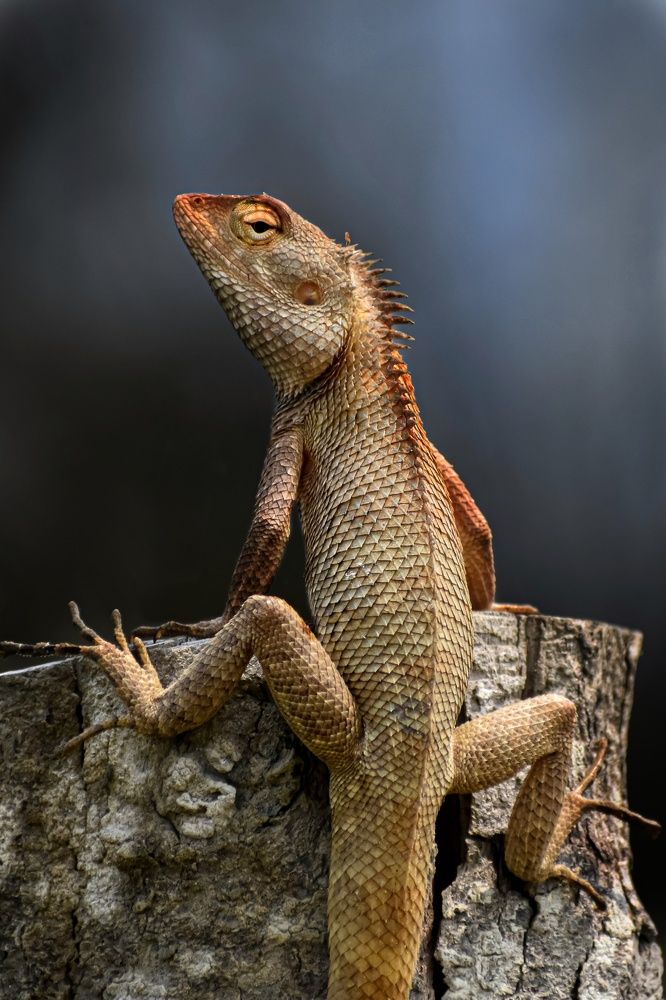 Photograph by Subrata Das